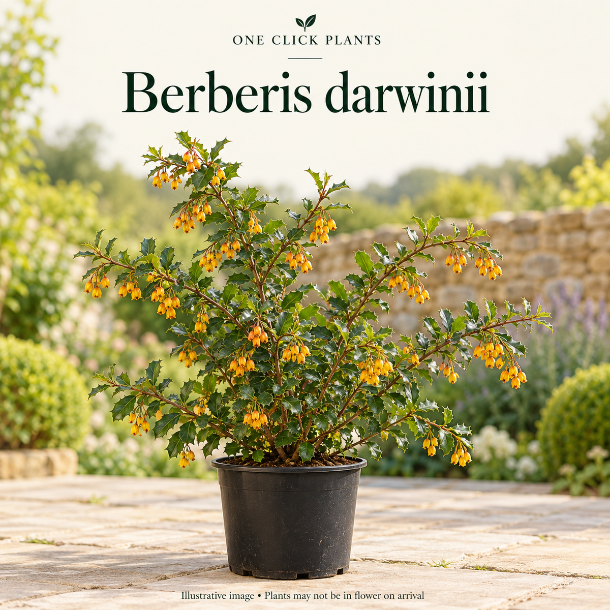 Berberis 'darwinii' 2L