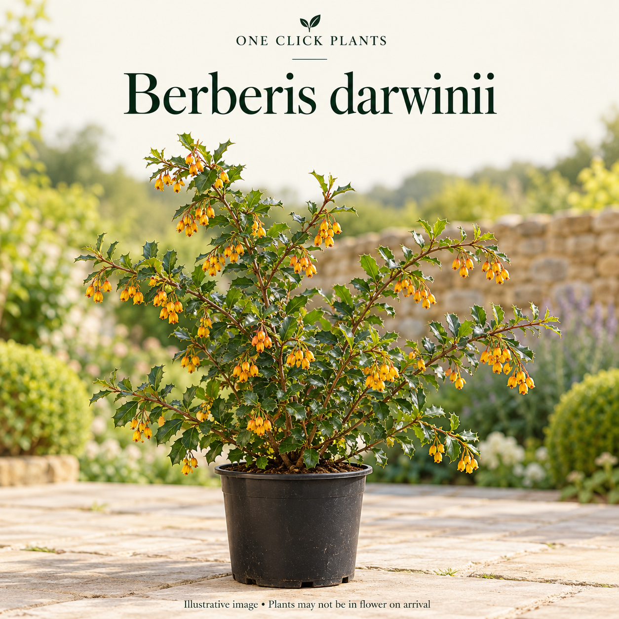 Berberis 'darwinii' 2L