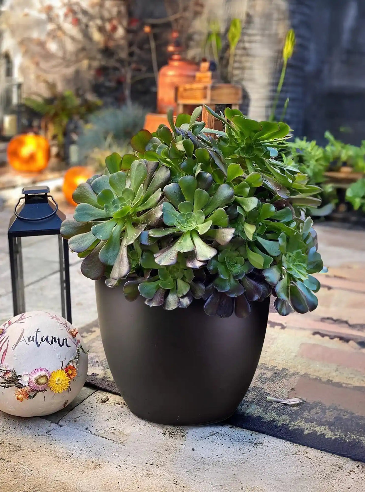 An IDEALIST Lite 50cm Washed Light Concrete Egg Round Planter filled with green succulents sits on a patio next to a decorative lantern and a flower-painted Autumn pumpkin, with blurred plants and pumpkins in the background.