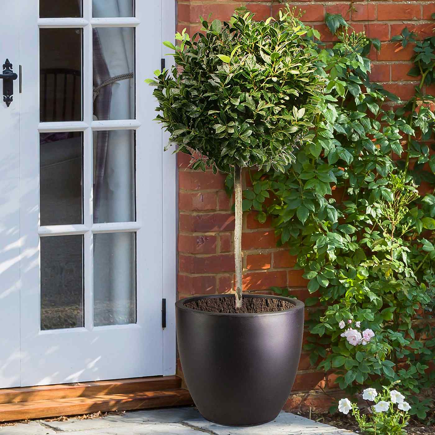 A potted topiary with a round, leafy crown stands on a patio beside a white door in an IDEALIST Lite 30cm Washed Light Concrete Egg Round Planter, adding contemporary style next to a brick wall with climbing plants and blooming roses.
