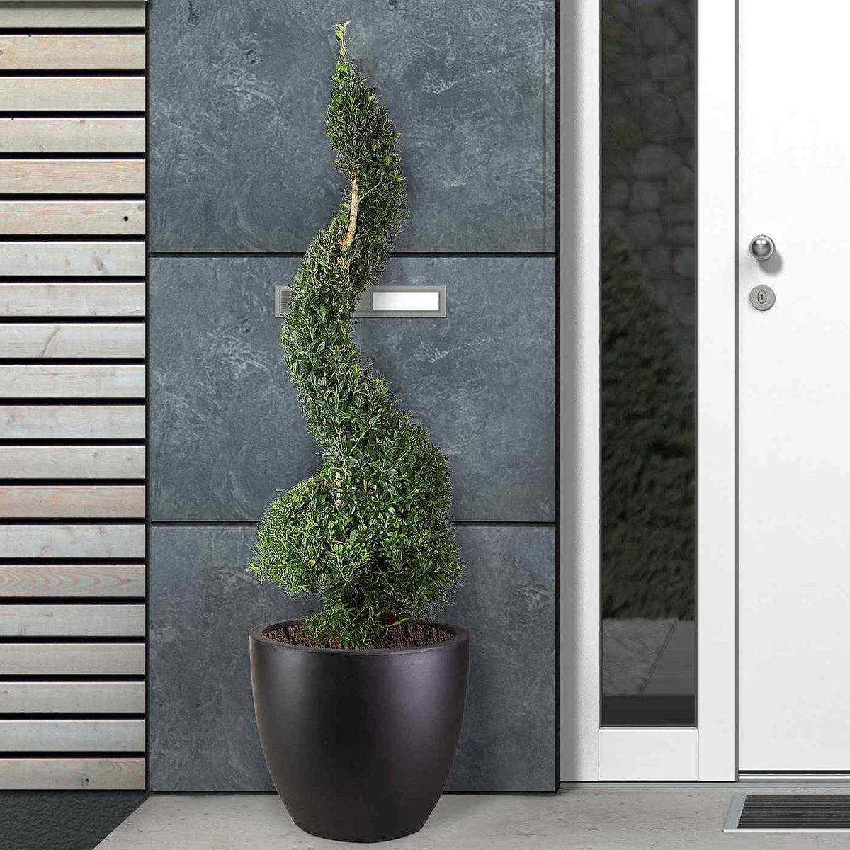 A spiral-trimmed topiary with lush green foliage sits in the IDEALIST Lite 50cm Washed Light Concrete Egg Round Planter, creating a modern look against a gray wall beside a white door.