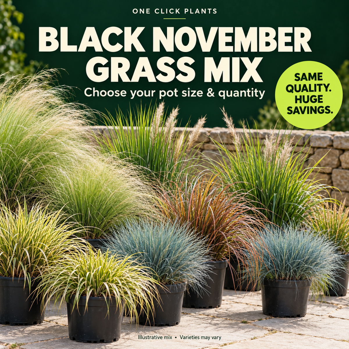 Black November Grass Mix (Our Choice)