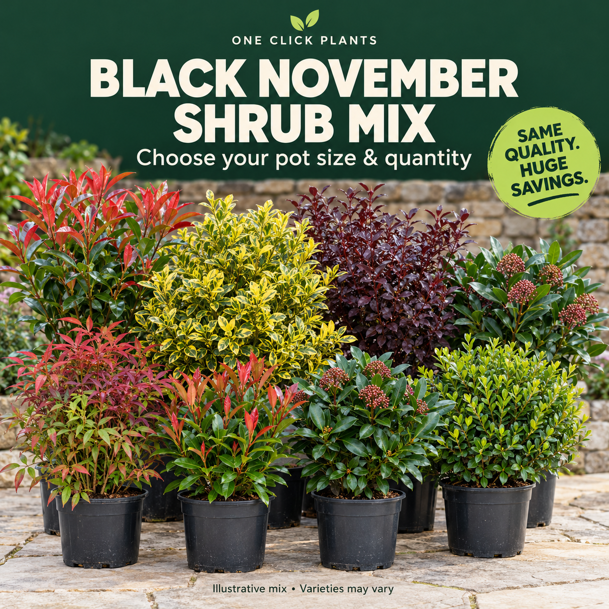 Black November Shrub Mix (Our Choice)