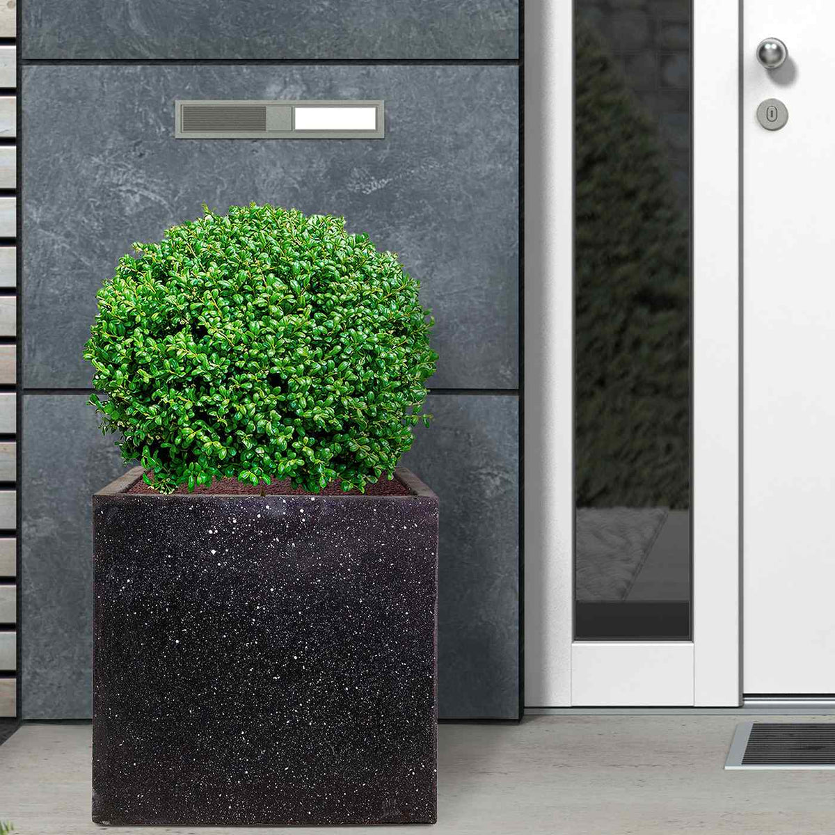 A lush green shrub is planted in the IDEALIST Lite Contemporary Flower Box Square Garden Planter (30x30x30 cm, 28L, light concrete), placed by a white door of a modern gray building.