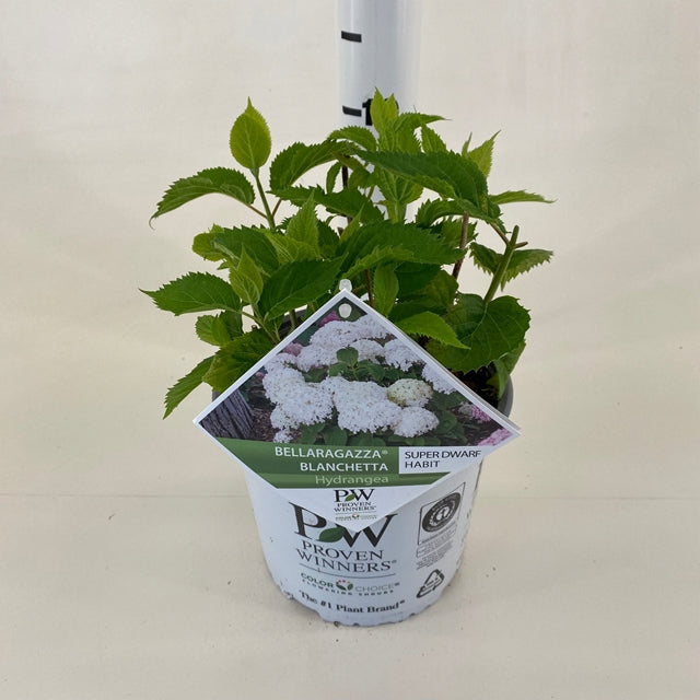 Dwarf Hydrangea arborescens BellaRagazza &#39;Blanchetta&#39; 3L