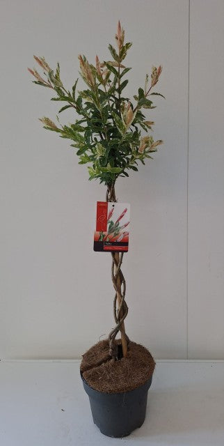 Salix intergra &#39;Hakuro - Nishiki&#39;  Flamingo Dwarf Willow Tree BRAIDED