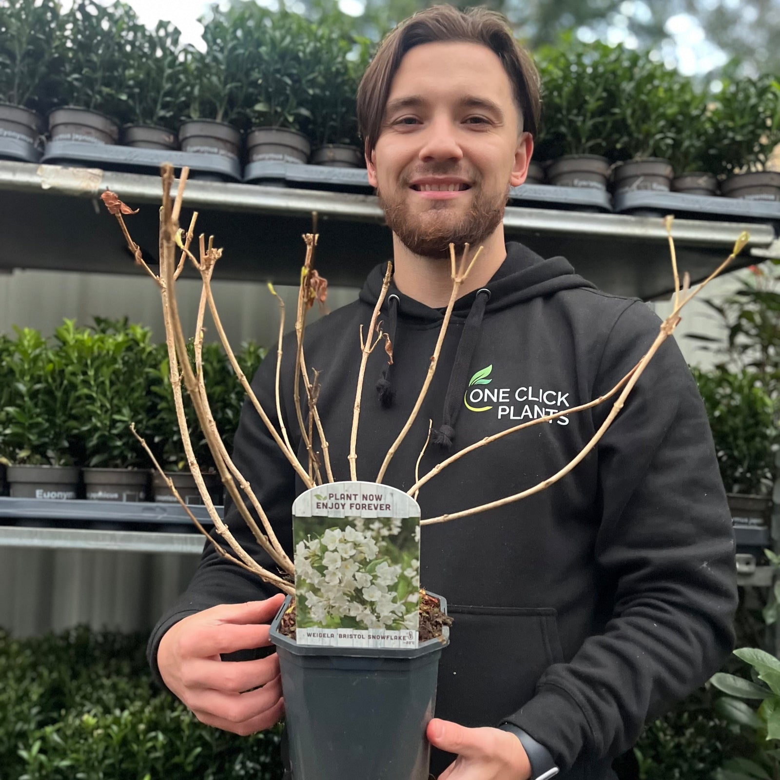 Weigela 'Bristol Snowflake' 1L / 2L