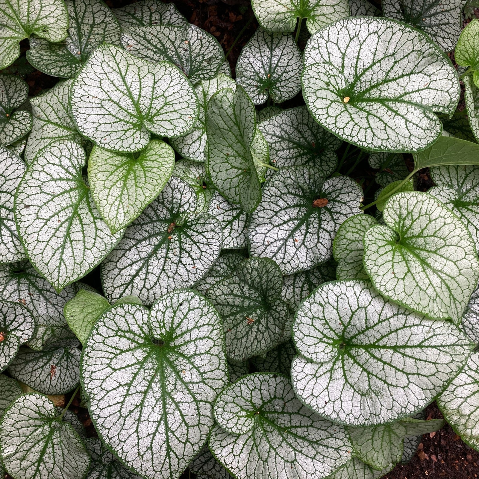 Brunnera Alexanders Great 9cm is a shade-loving perennial with large green leaves featuring striking silver veining, creating a net-like pattern as they overlap and cover the ground, leaving some soil visible at the edges.