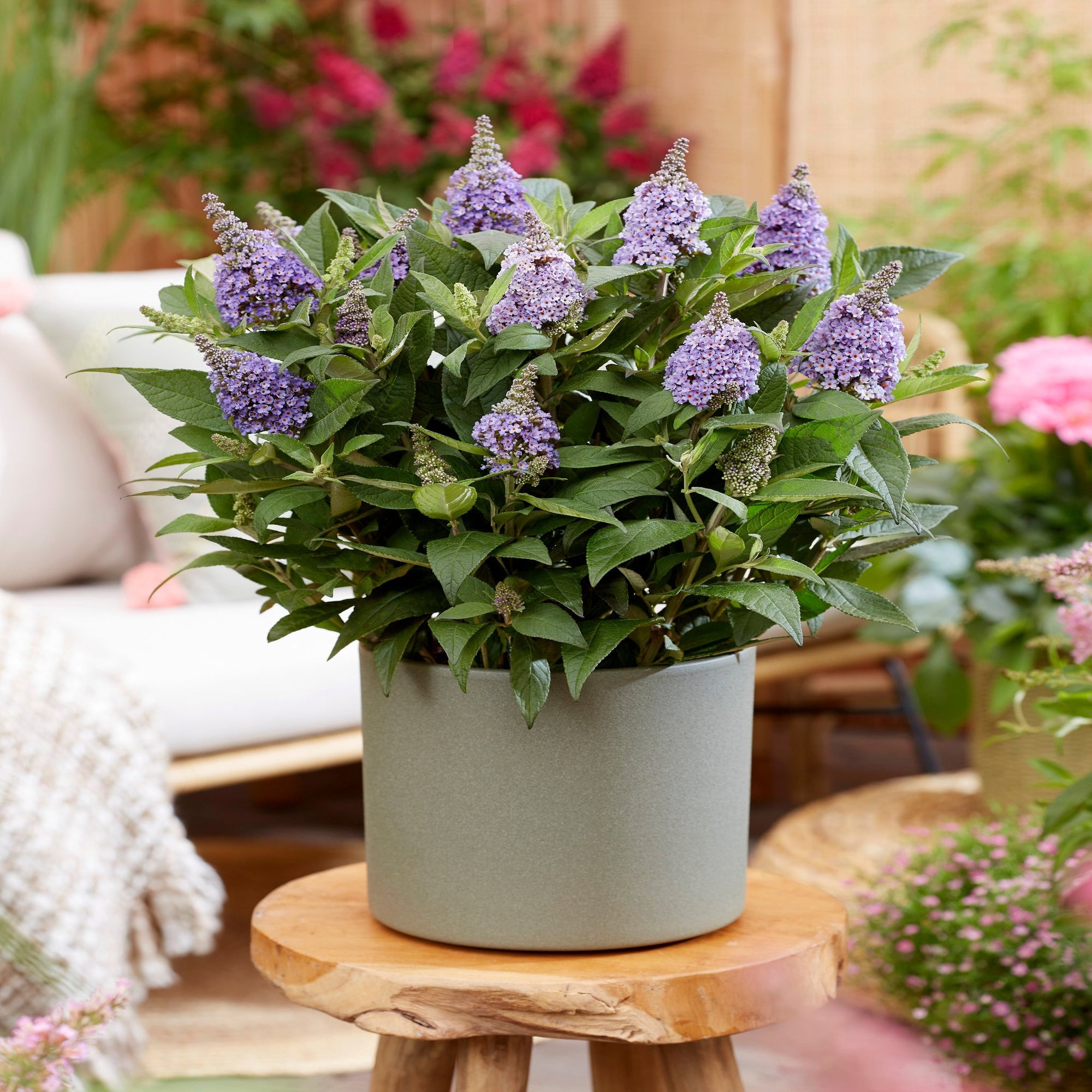 Buddleja Butterfly Candy 'Lila Sweatheart' 9cm/1L/2L/3L