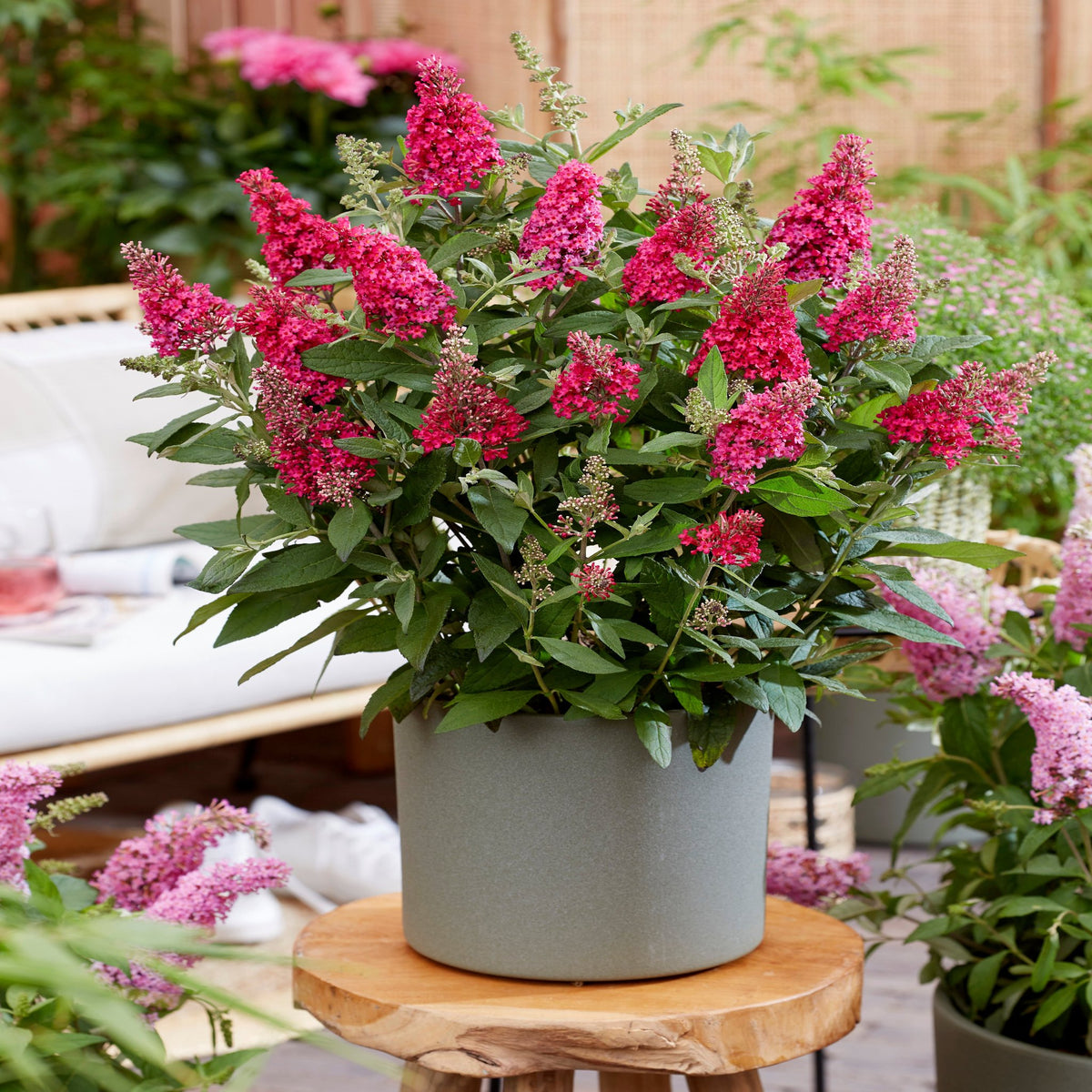 The Buddleja Butterfly Candy &#39;Little Ruby&#39; (available in 9cm to 3L pots) features double flower panicles with dense clusters of bright pink blooms and dark green leaves, perfect for cozy indoor spaces or alongside other butterfly bushes.