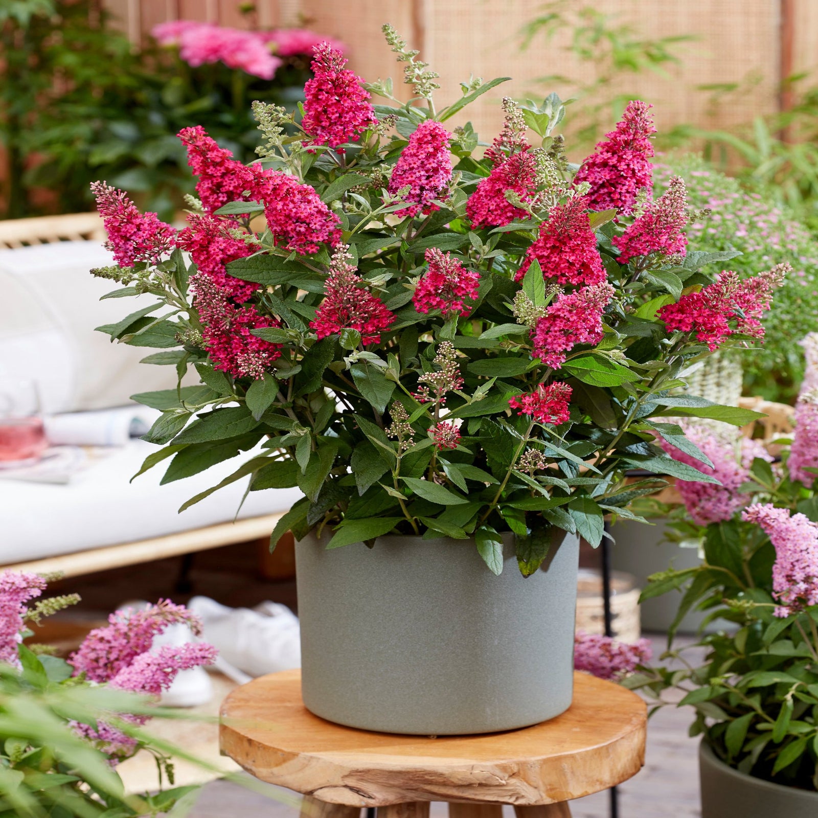 The Buddleja Butterfly Candy 'Little Ruby' (available in 9cm to 3L pots) features double flower panicles with dense clusters of bright pink blooms and dark green leaves, perfect for cozy indoor spaces or alongside other butterfly bushes.