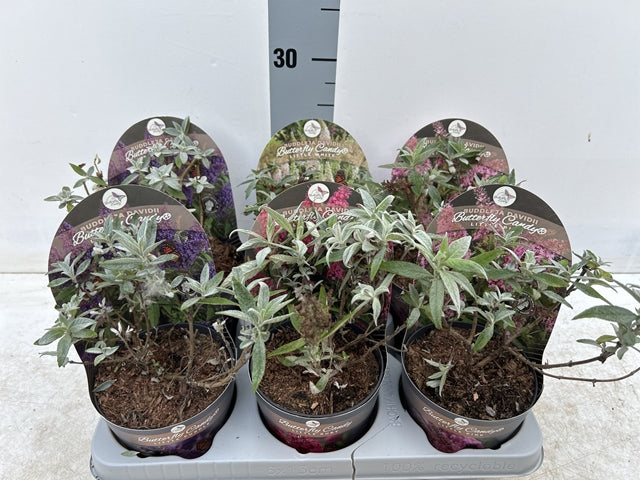 Buddleja Butterfly Candy &#39;Little White&#39; 9cm/1L/3L