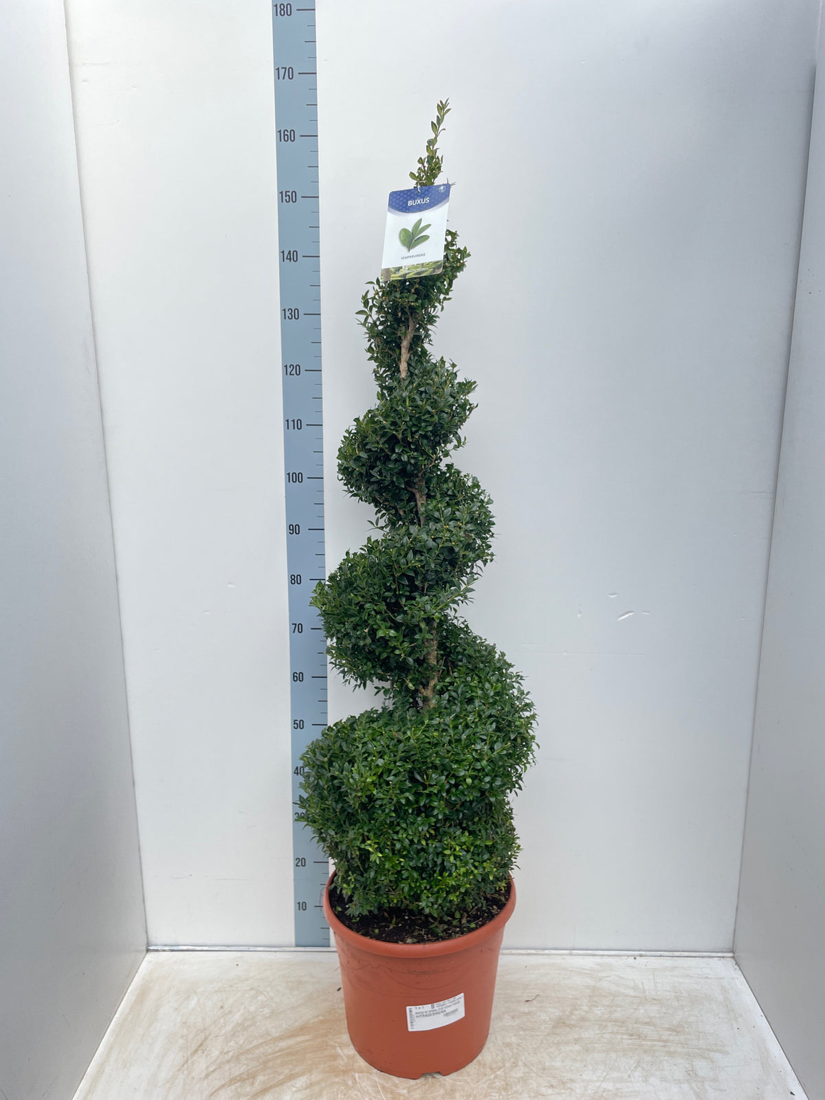 The Buxus Spiral (Buxus sempervirens Topiary | Box Spiral) stands before a 180 cm height chart on a white background, with a plant tag attached at the top, making it an eye-catching focal point for any garden.