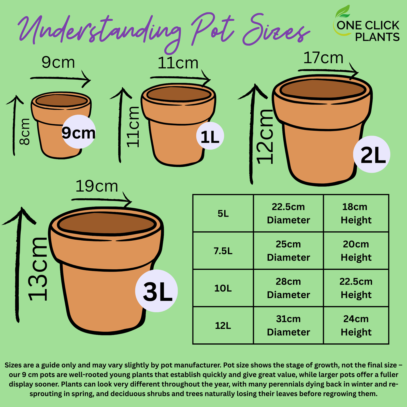 Skimmia japonica 'Marlot' 9cm