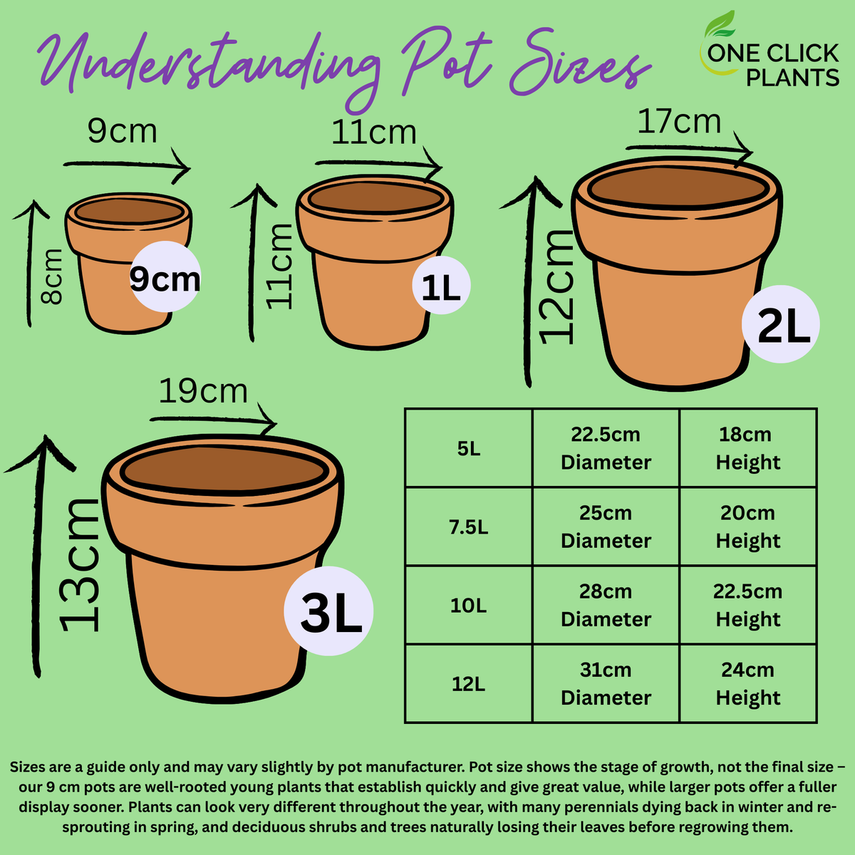 An infographic titled Understanding Pot Sizes features illustrations and dimensions for 9cm and 2L pots—perfect for Campanula glomerata &#39;Alba&#39; (White)—with height, diameter, and care tips provided at the bottom.