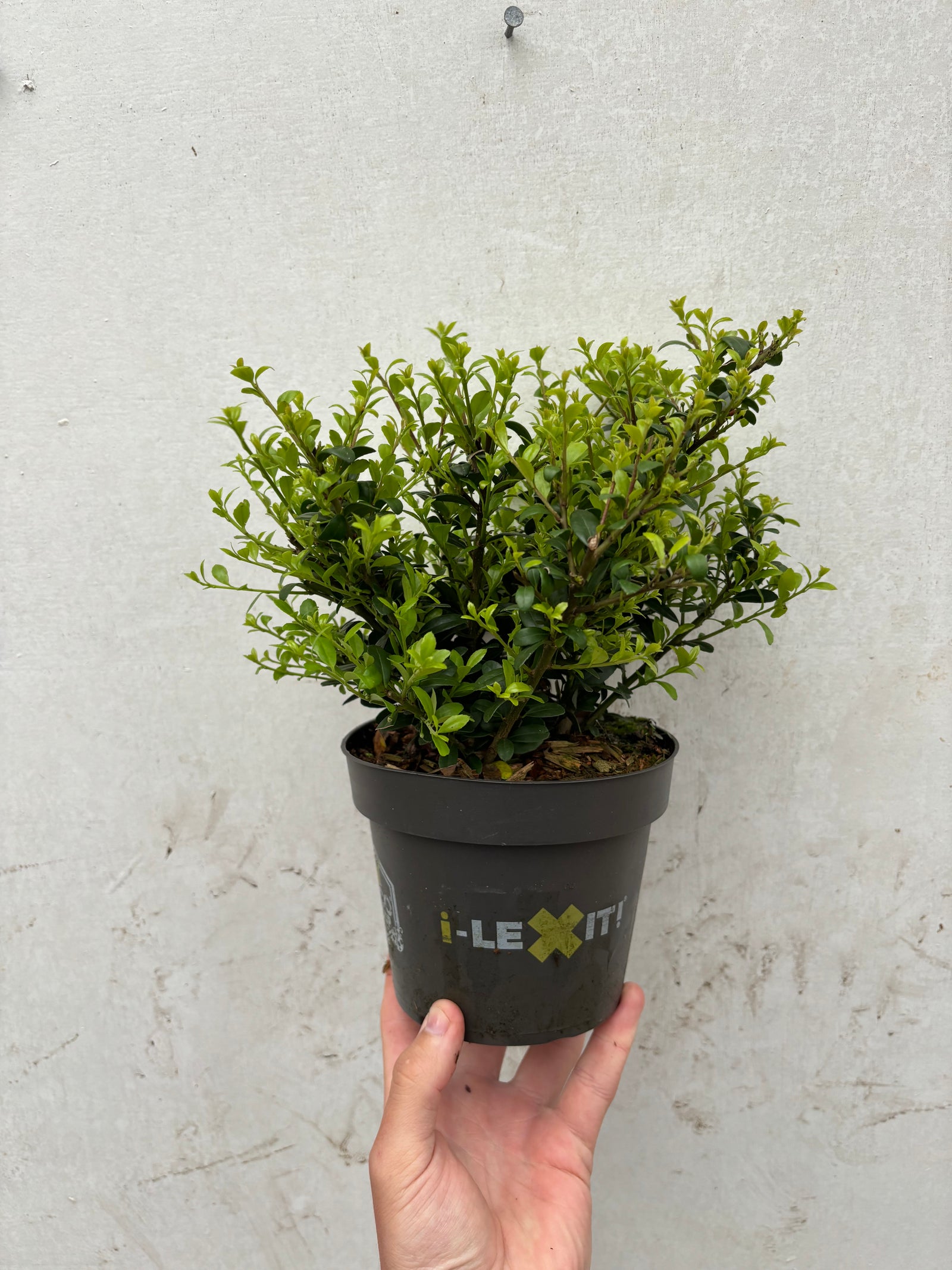 A hand holds a small black plastic pot labeled "I-LEX IT!" containing an Ilex crenata Dark Green 9cm / 1L shrub, shown against a plain, light-colored wall.