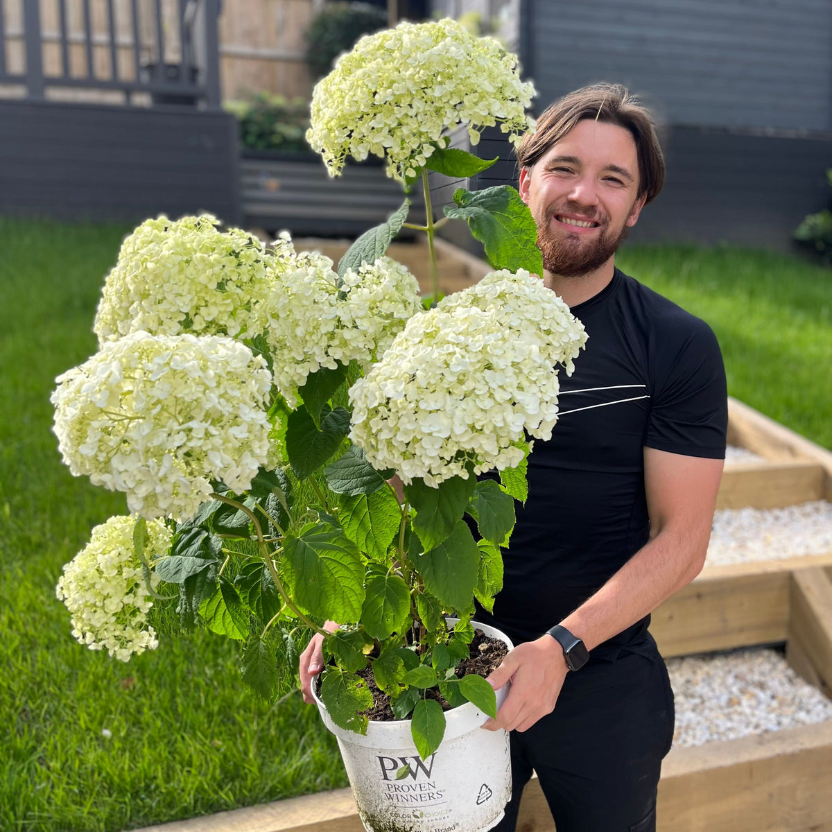 Hydrangea arborescens &#39;Incrediball&#39; / &#39;Strong Annabelle&#39; 3L / 5L / 7.5L / 10L / 20L