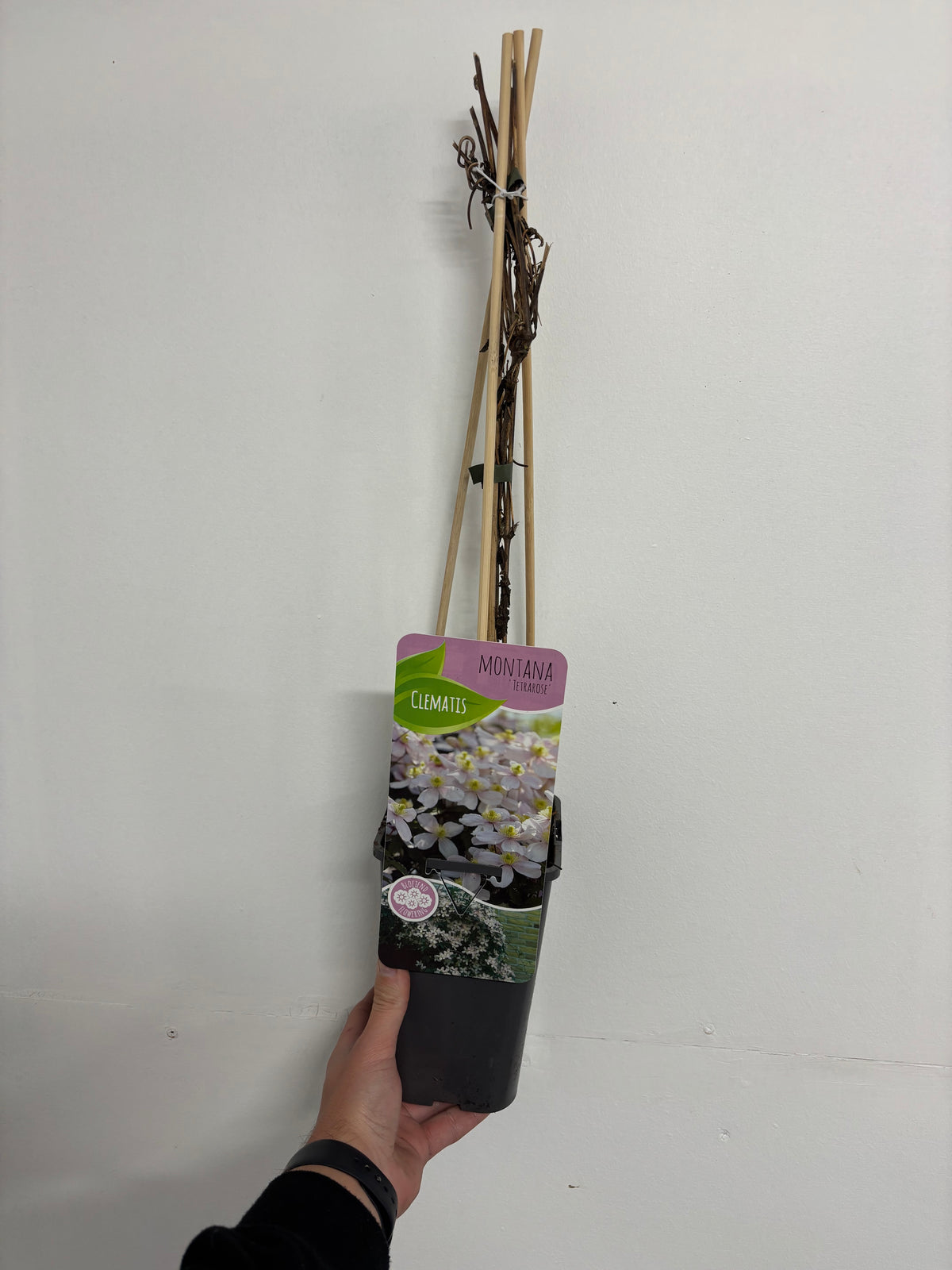 Clematis montana &#39;Tetrarose&#39; 60cm