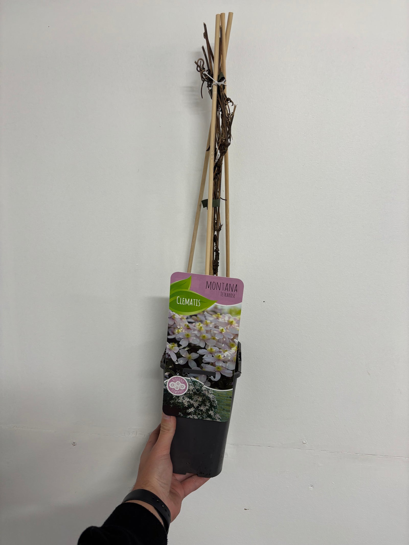 Clematis montana 'Tetrarose' 60cm