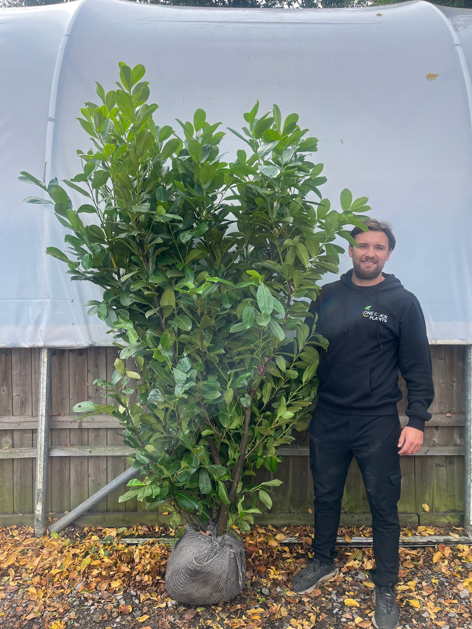 A man in a black hoodie and pants stands next to a 7-8ft Established Bushy ROOTBALL Cherry Laurel Hedge Plant (210-240cm) outdoors by a wooden fence and a white greenhouse.