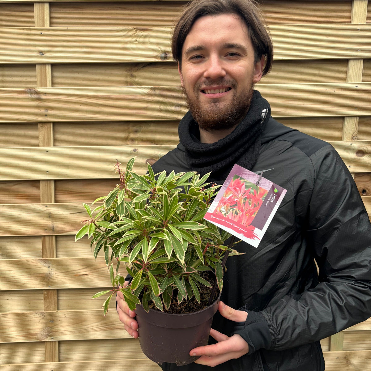 Pieris Japonica ‘Flaming Silver’ 9cm-3L