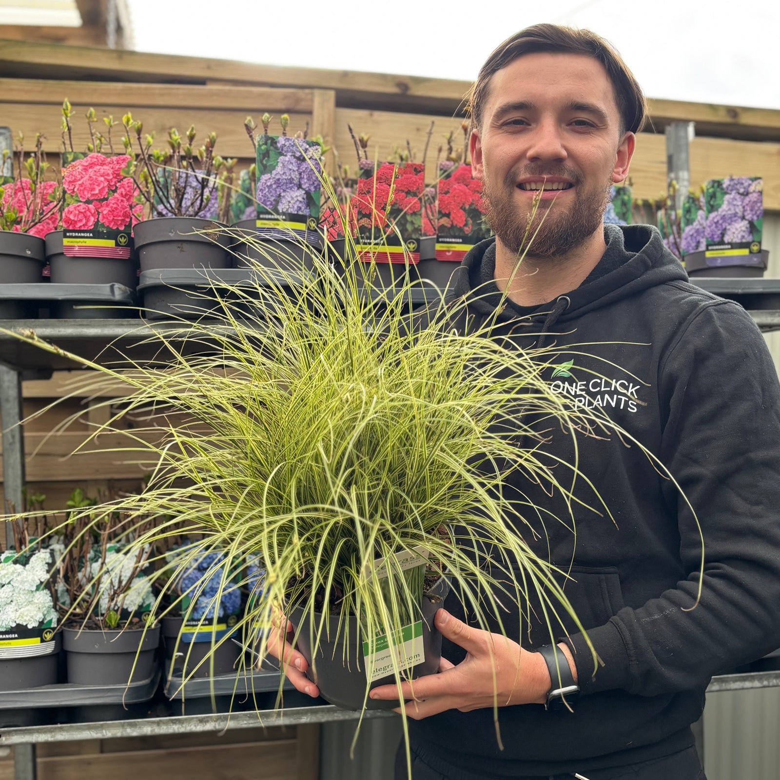 A smiling man in a black One Click Plants hoodie holds a Carex brunnea 'Variegata' 3L, an evergreen ornamental grass, in front of shelves of colorful potted flowers and plants at a garden center.
