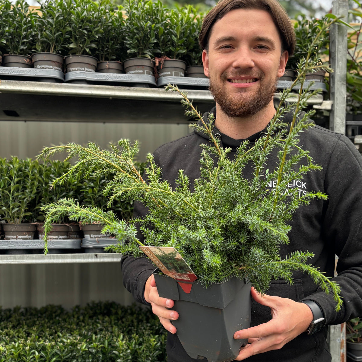 A smiling person with long hair and a beard holds a Juniperus chinensis &#39;Blue Alps&#39; 2L in a greenhouse, surrounded by shelves of similar evergreens—ideal for low-maintenance gardens.