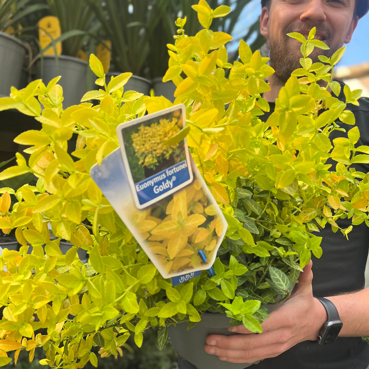 Euonymus fortunei &#39;Goldy&#39; 5L