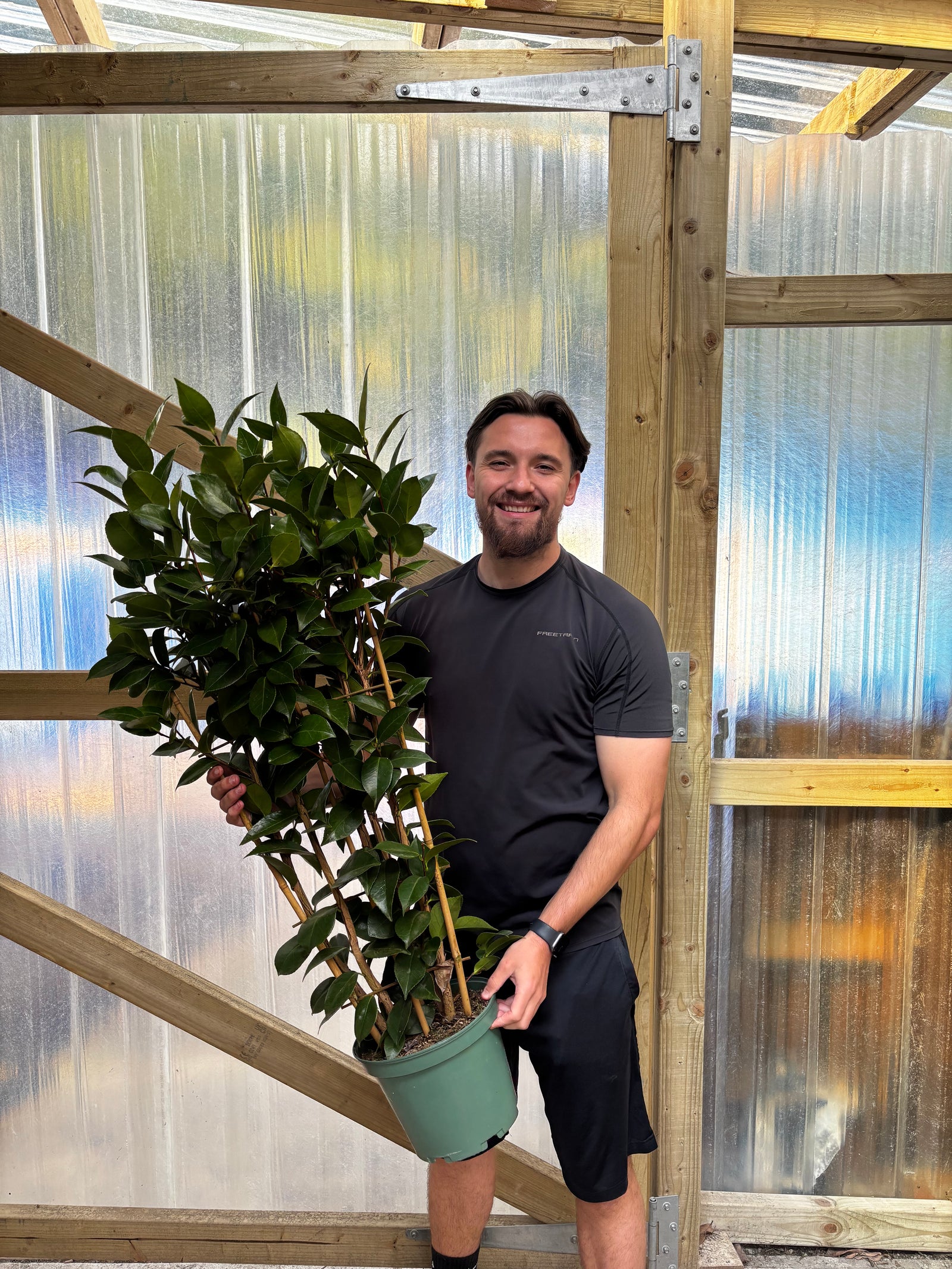 Camellia 'Orandako' 1L / 5L (100cm)