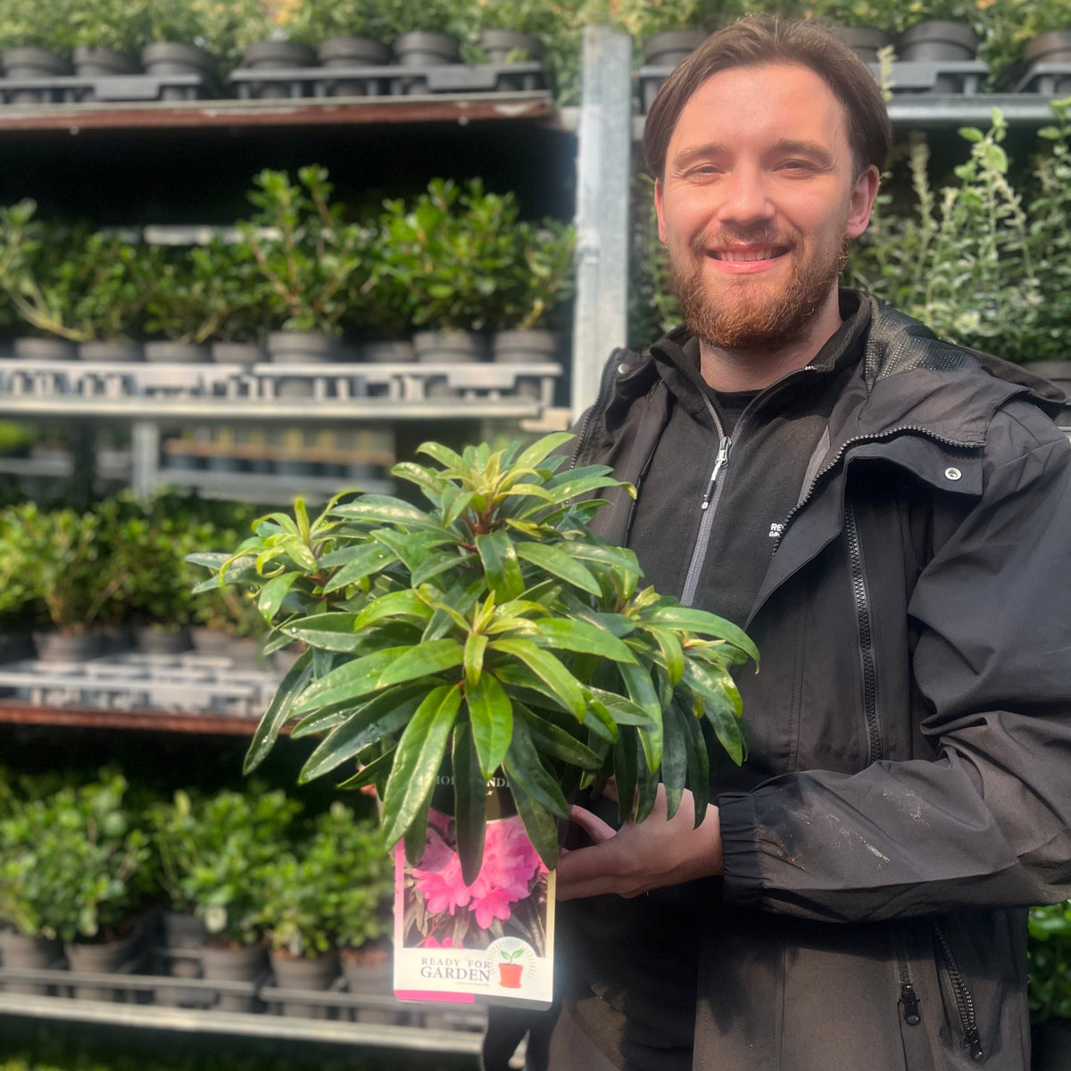 Rhododendron &#39;Graziella&#39; 3L / 5L