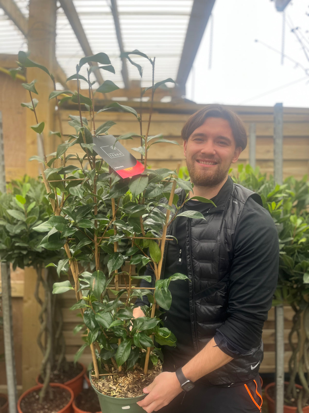 Camellia &#39;Adeyaka&#39; 5L (100cm)