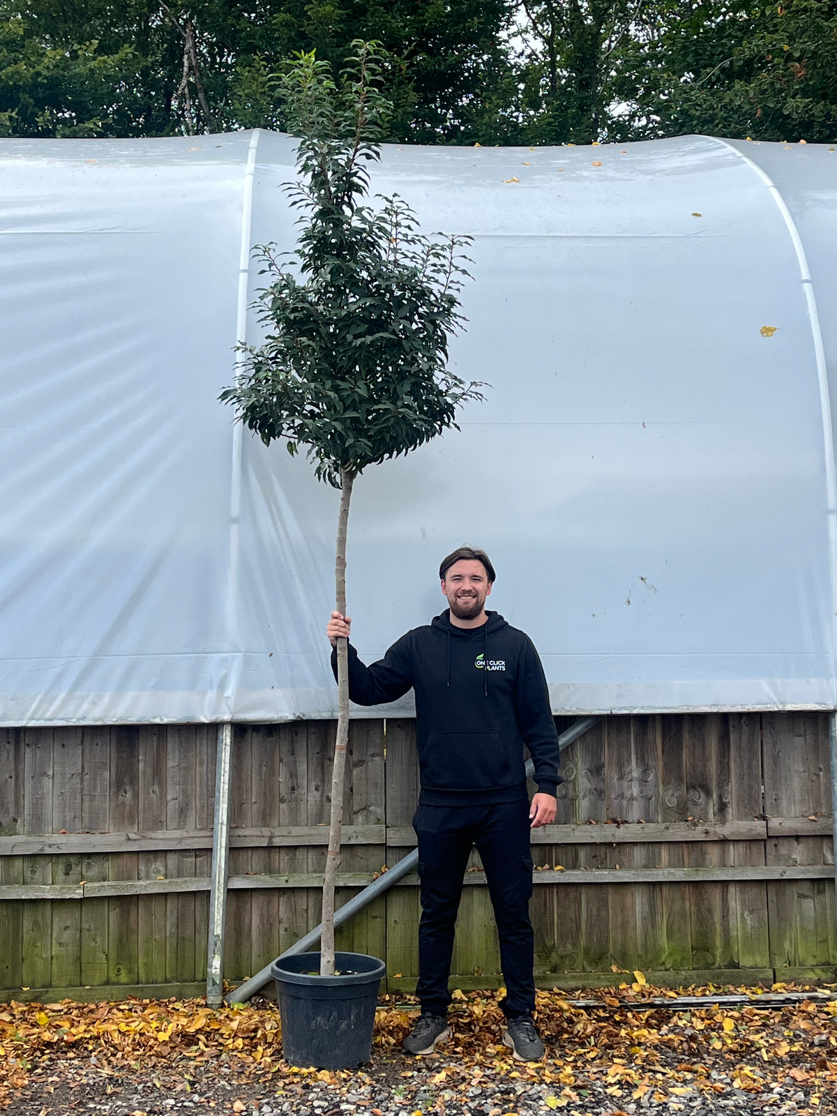 Standard Portuguese Laurel Tree 3m (stem 1.8m + head)