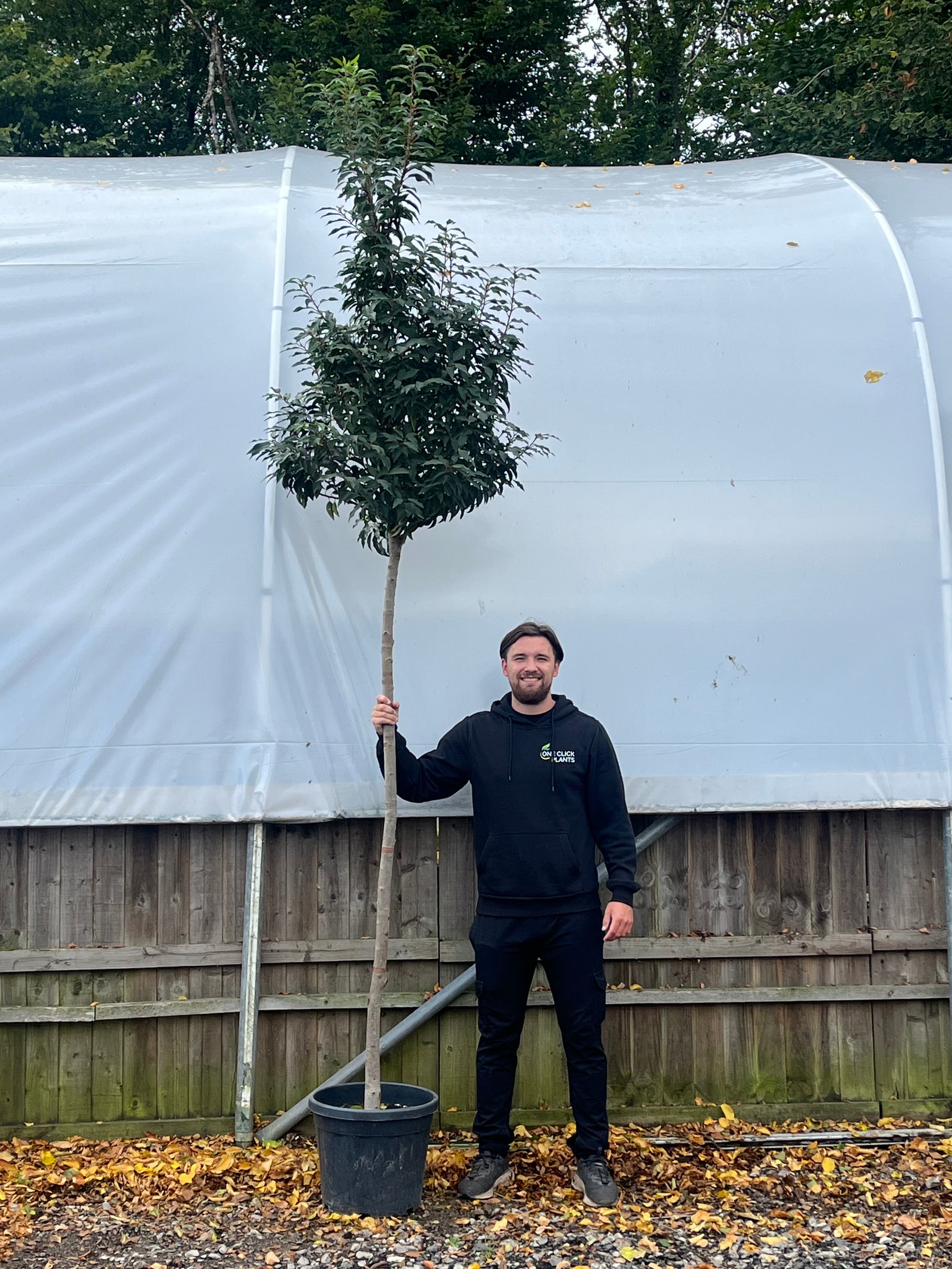 Standard Portuguese Laurel Tree 3m (stem 1.8m + head)