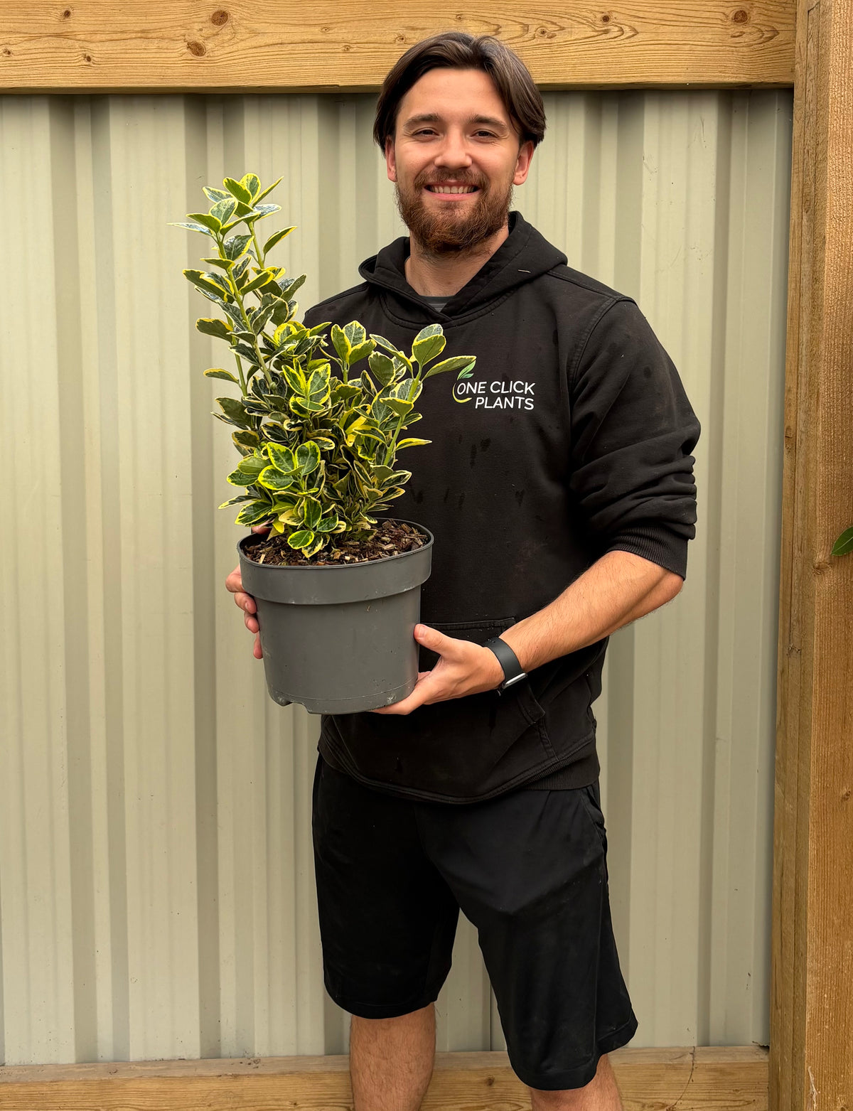 Euonymus japonica 'Marieke' 2L / 5L