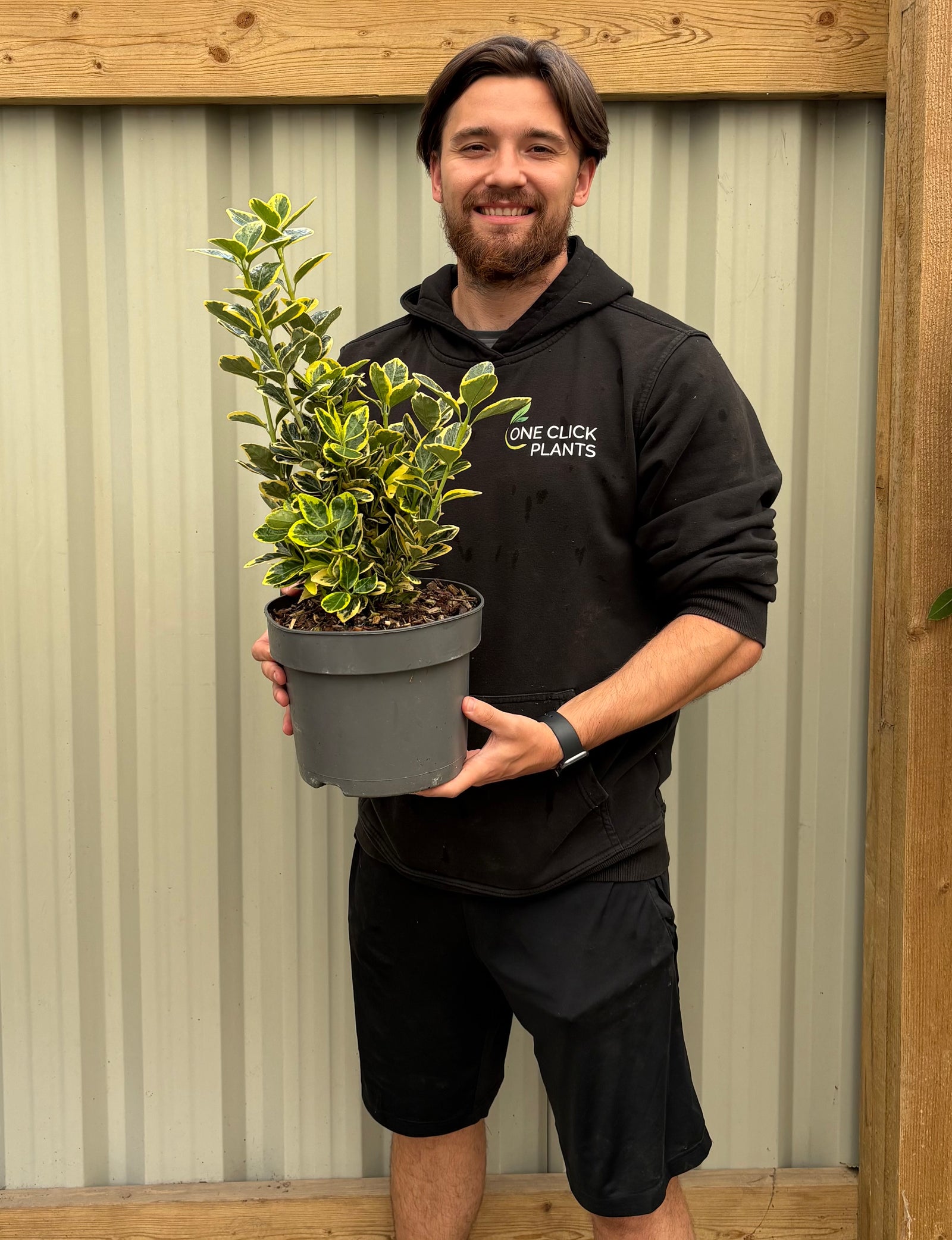 Euonymus japonica 'Marieke' 2L / 5L