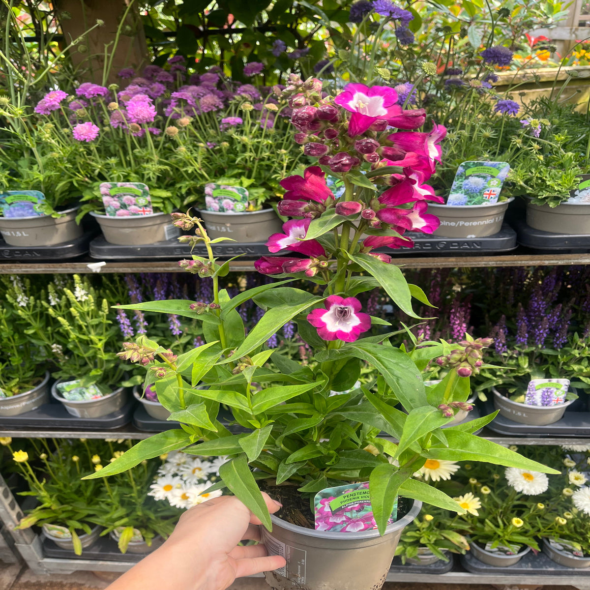 A hand holds a Penstemon Phoenix Violet 9cm Pot, its tall stems with pink and white trumpet-shaped flowers displayed in front of garden center shelves filled with various potted perennials.