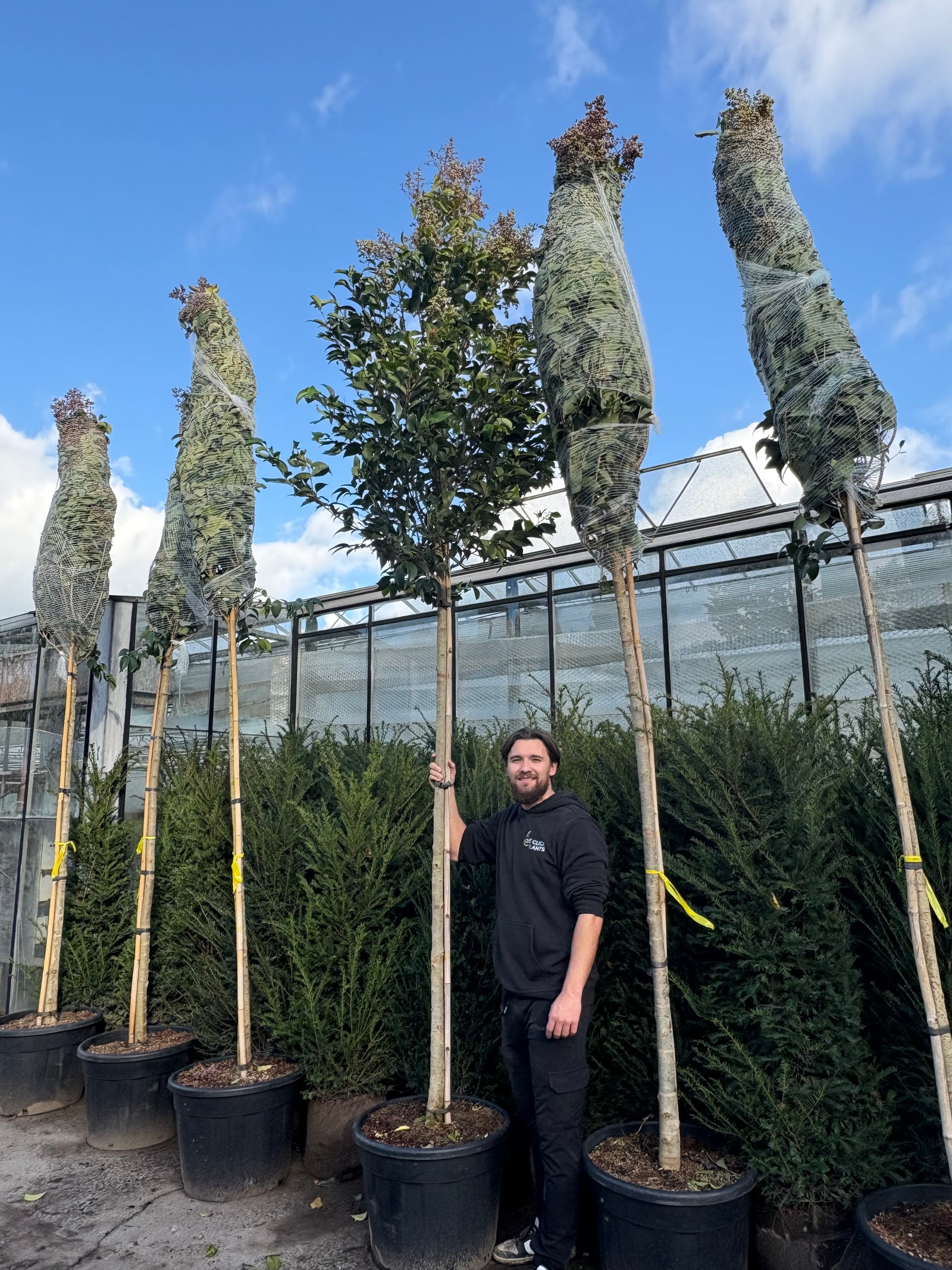 Standard Ligustrum japonicum 1.8m Thick Stem, Bushy XL Head (3m Overall Height) 60L