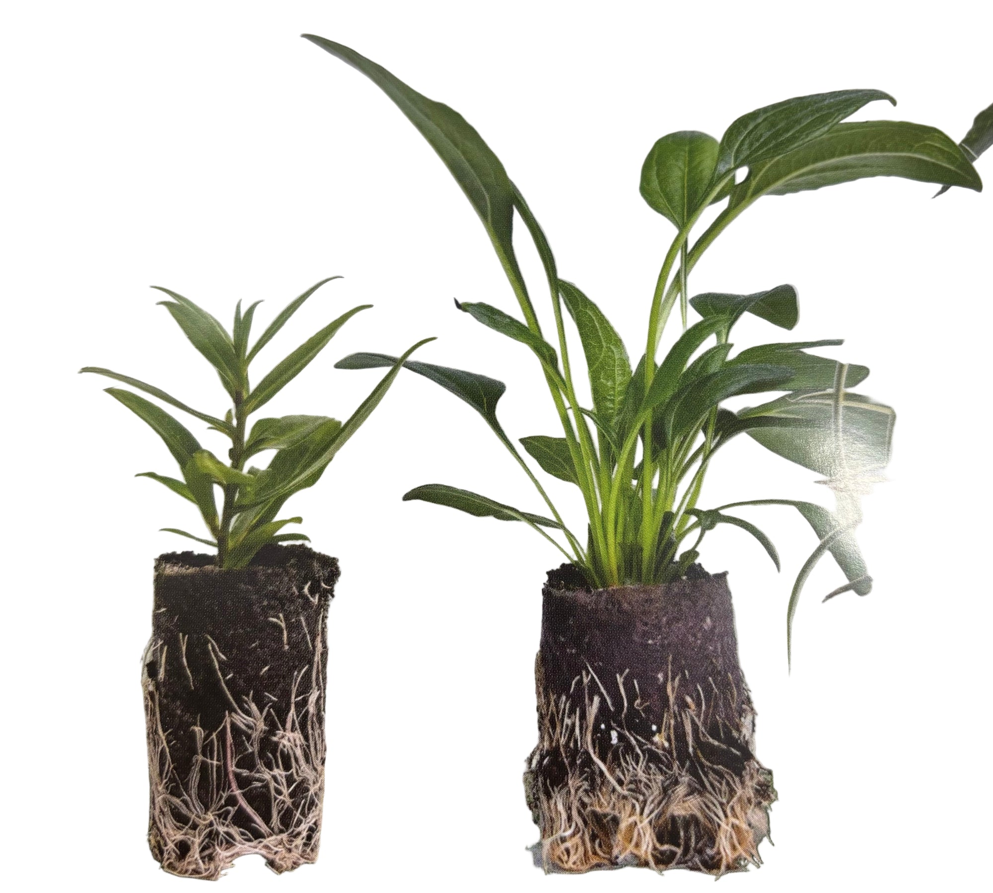 Aster novi-belgi 'Winston Churchill' (Young Perennial) PRE ORDER SPRING '26