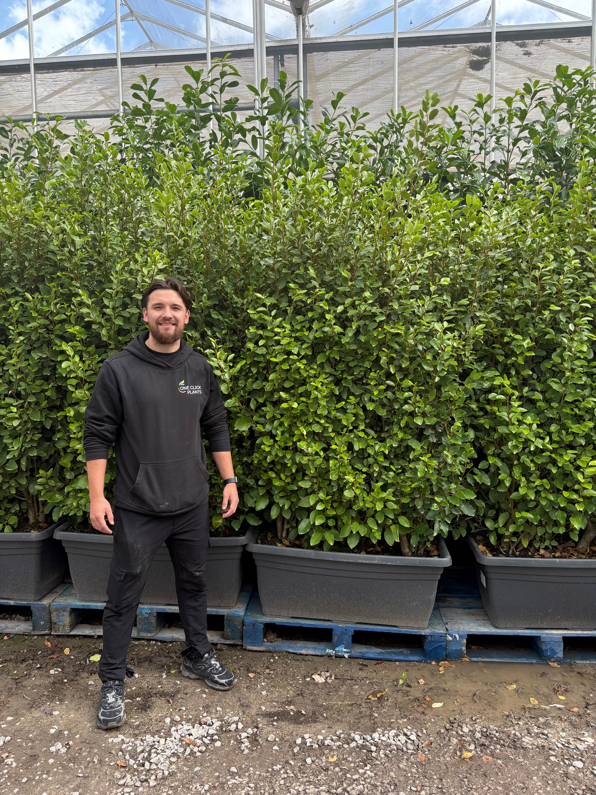 5-6ft Griselinia Ilitoralis Hedge Ready Trough 110L