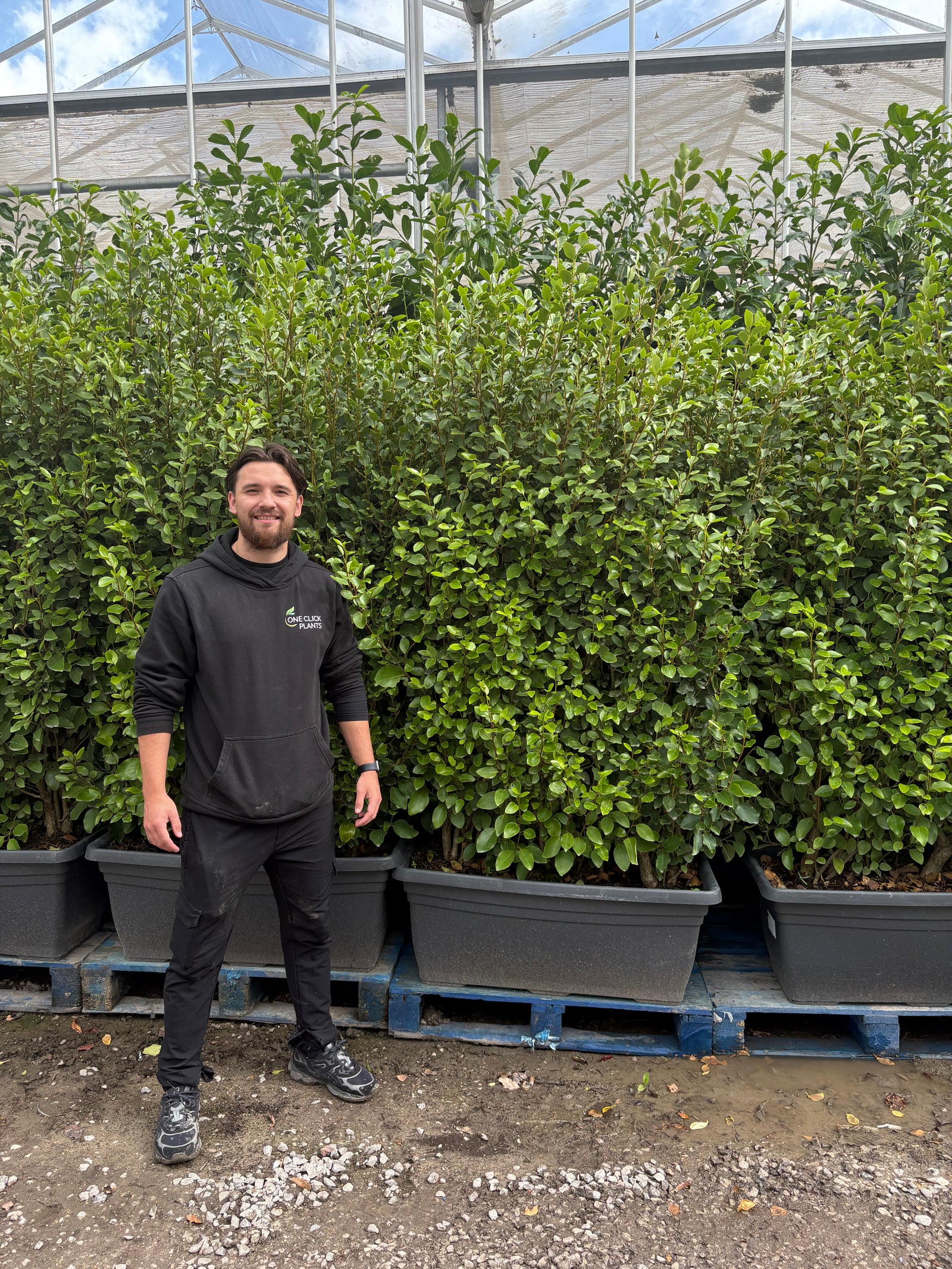 5-6ft Griselinia Ilitoralis Hedge Ready Trough 110L
