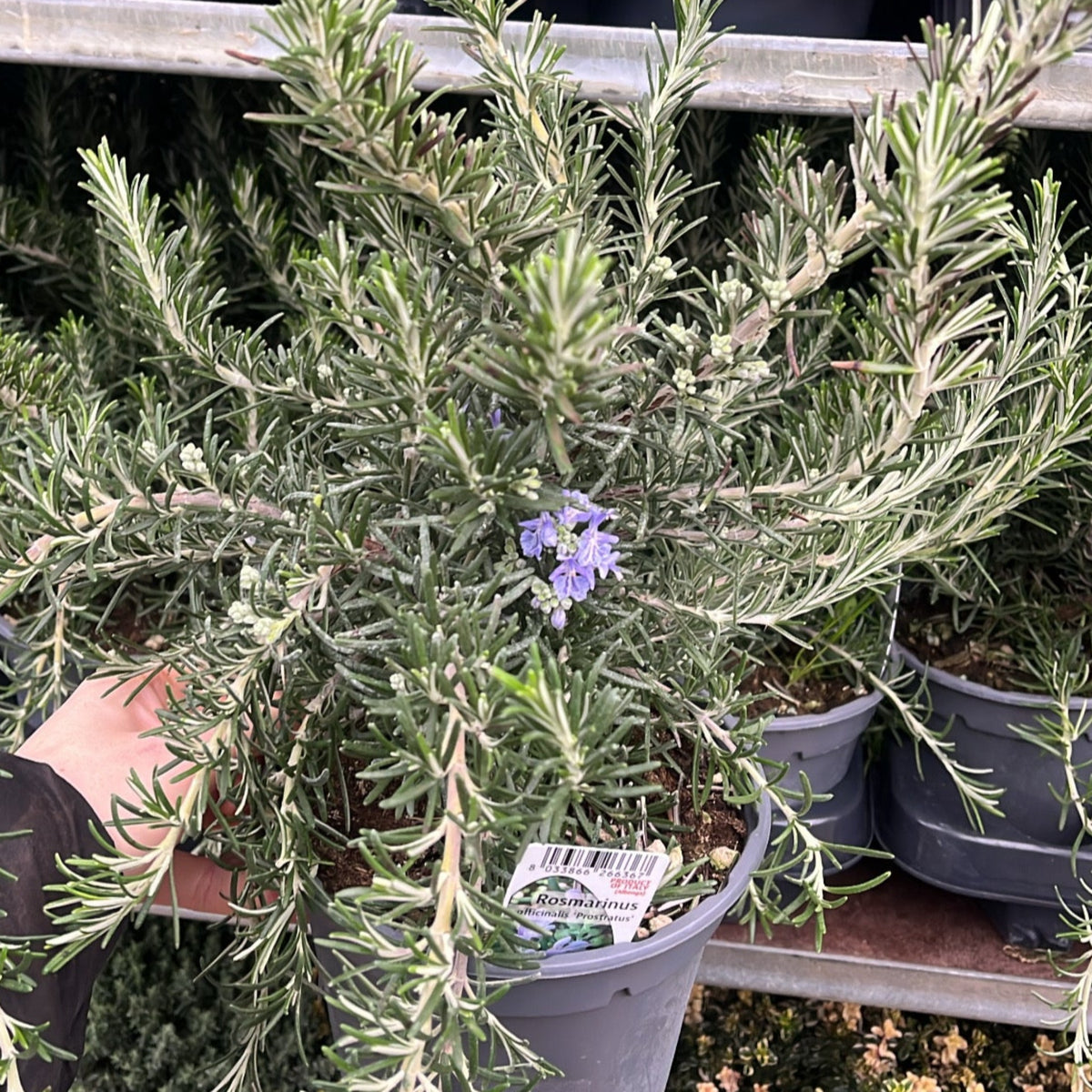 A hand holds a pot labeled &quot;Rosmarinus officinalis &#39;Prostratus Group&#39; 9cm-2L,&quot; featuring aromatic green needle-like leaves and small purple flowers, displayed on a metal shelf among other potted plants.