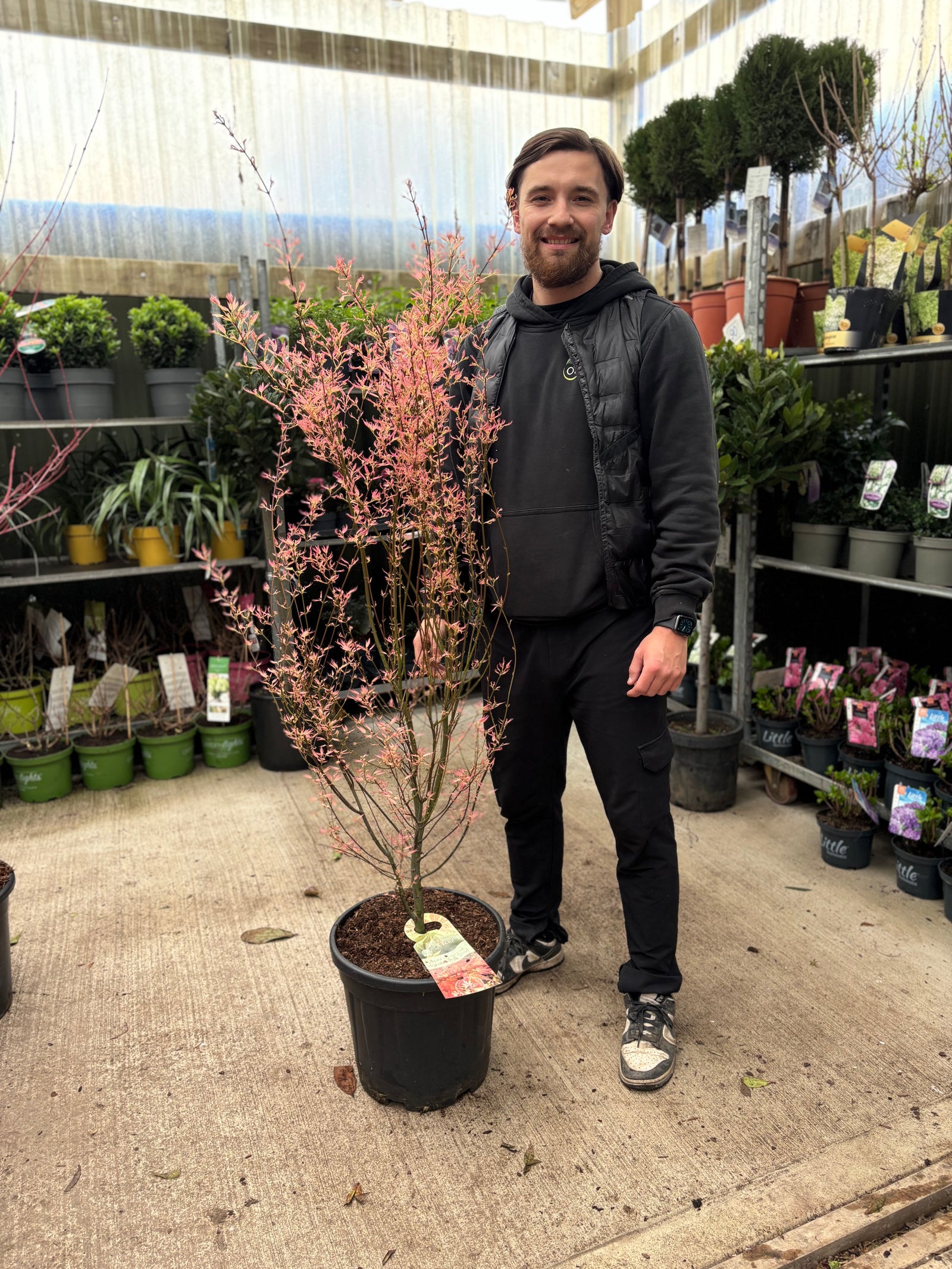Acer palmatum 'Wilson's Pink' 20L