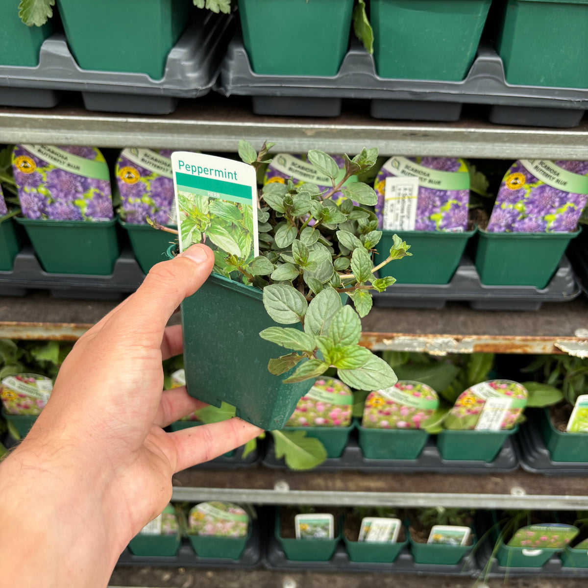 Mint - Pepper Mint 9cm / 1.5L