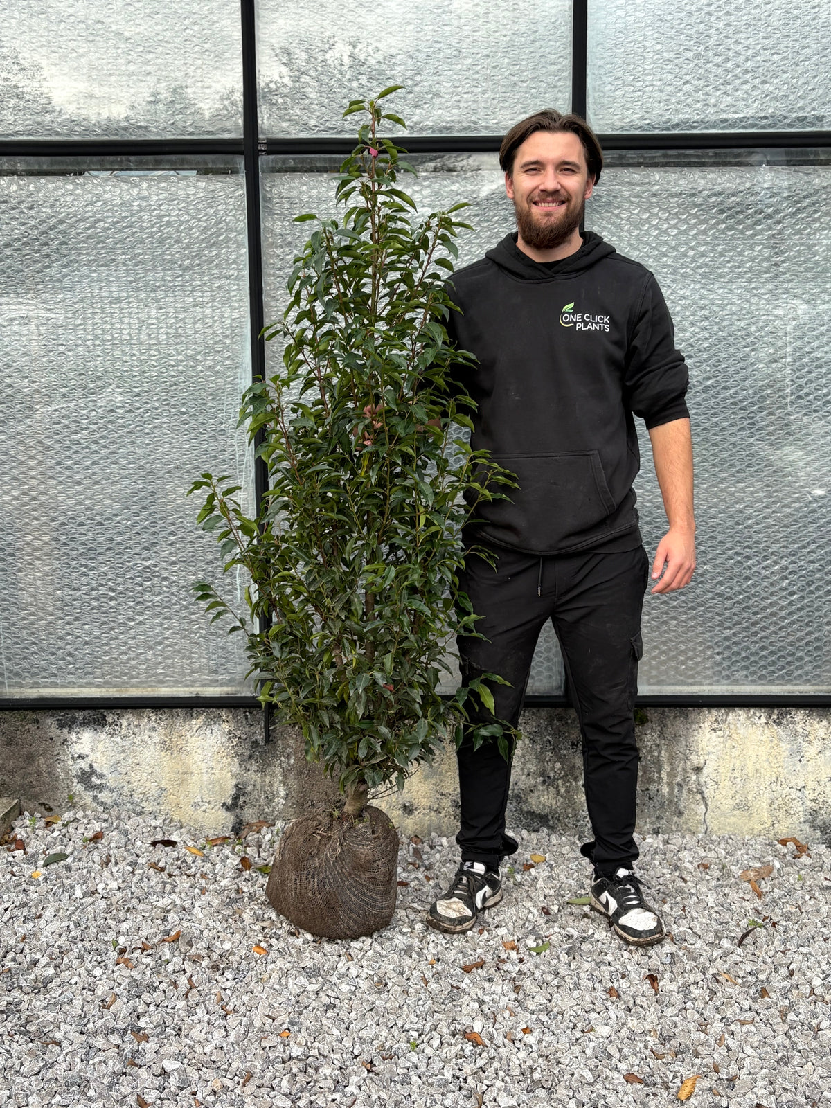 Portuguese Laurel ROOTBALL Hedging