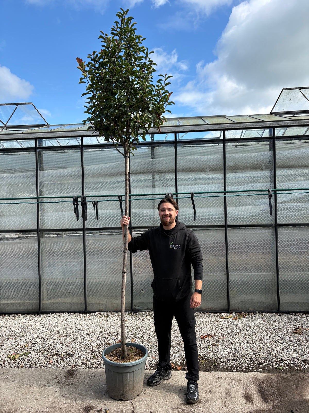 Standard Photinia Red Robin Tree 1.8m Stem, 30L Pot