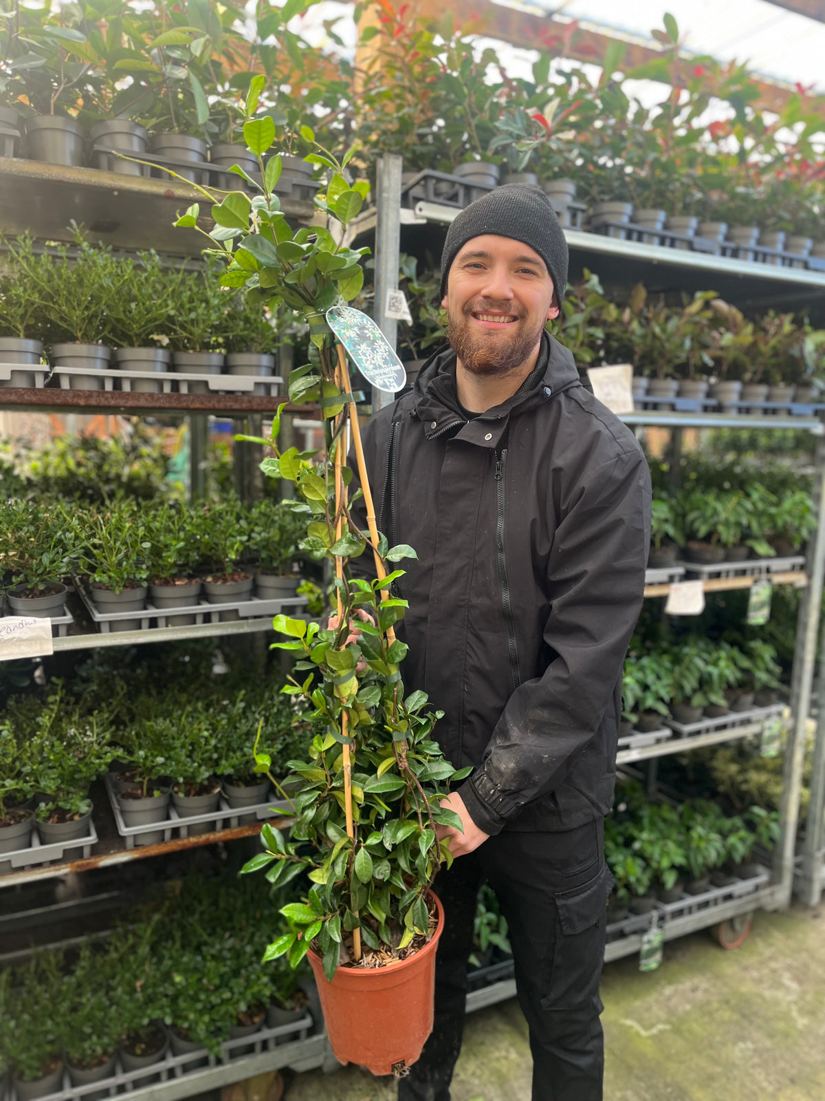 Trachelospermum jasminoides | Evergreen Star Jasmine Cone