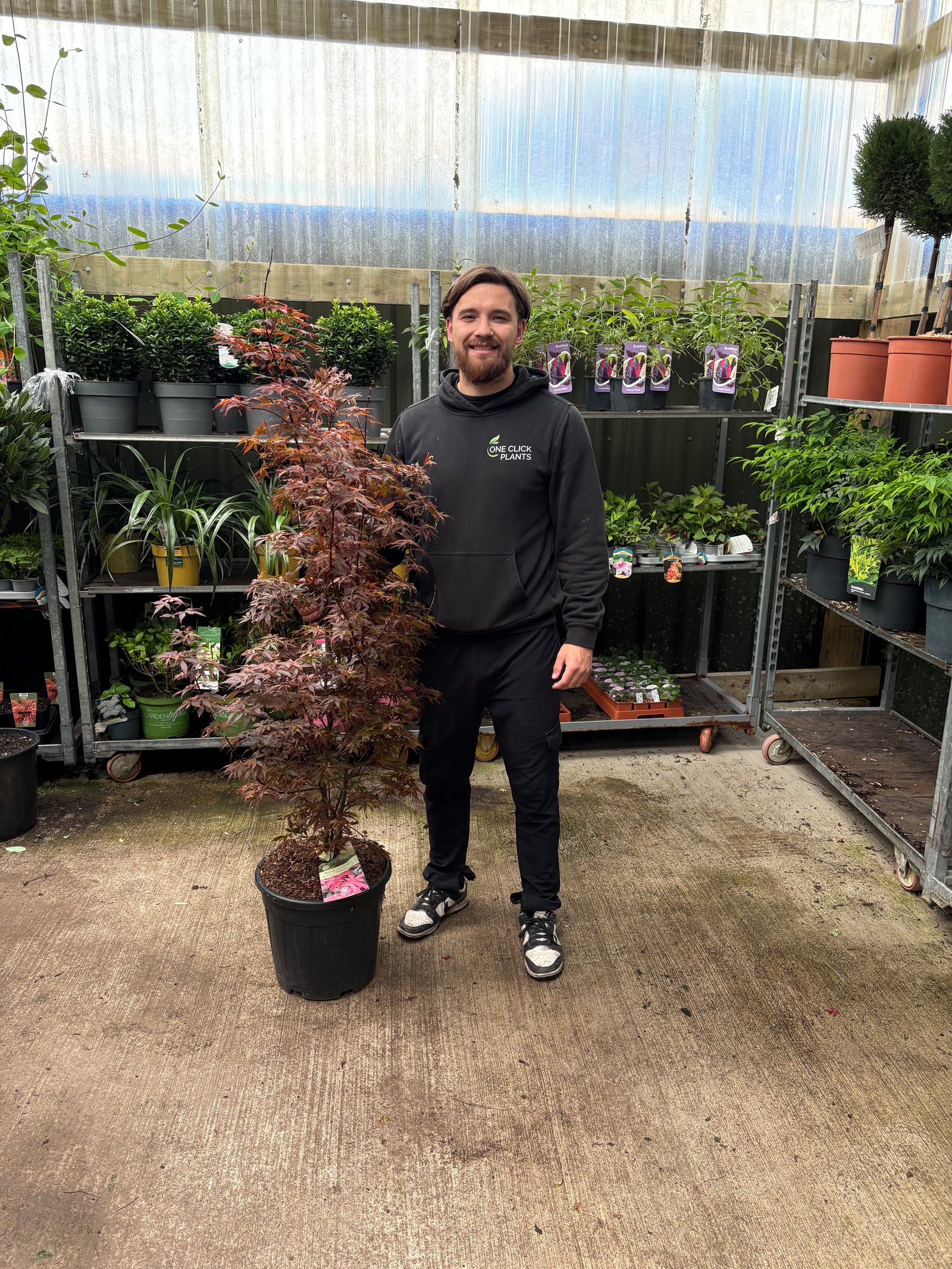 Acer palmatum Skeeter's Broom 3L / 20L