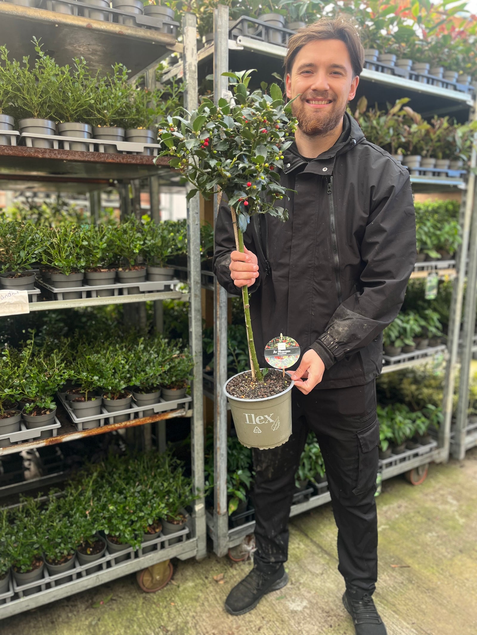 A man in black smiles while holding a Standard Holly Tree (Ilex meserveae 'Blue Maid', 50-60cm, 80-90cm) in front of metal racks filled with evergreen holly and other green plants.