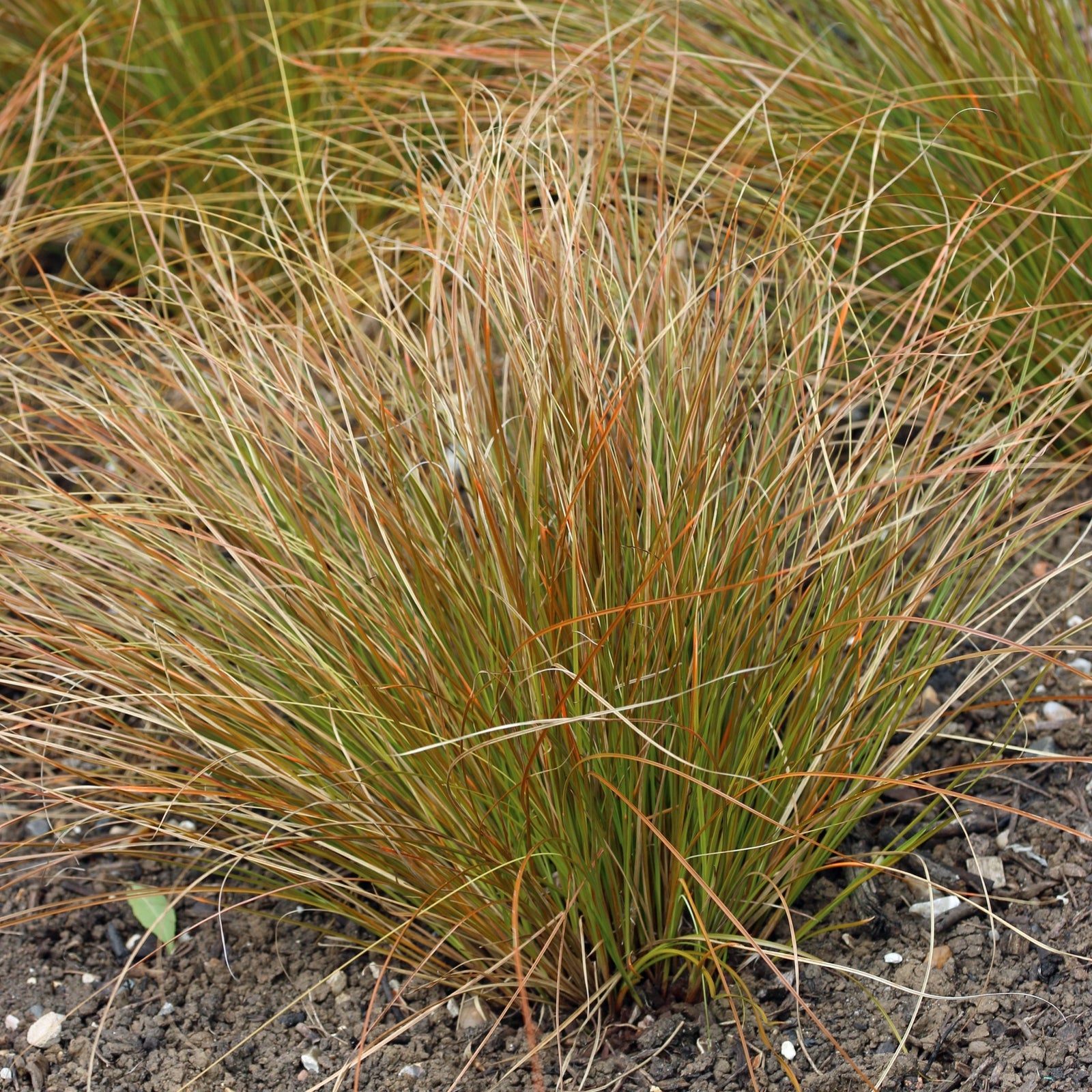 Carex testacea Grass 9cm