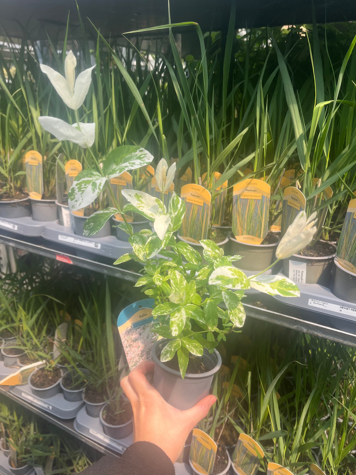 Salix integra &#39;Flamingo&#39; Shrub 9cm / 1L / 1.5L